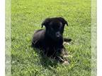 German Shepherd Dog PUPPY FOR SALE ADN-394118 - Black German Shepherds