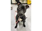 Adopt Suzanne a American Staffordshire Terrier, Mixed Breed