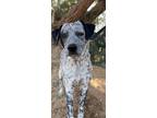Adopt Gizmo a Dalmatian, Australian Cattle Dog / Blue Heeler