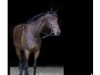 Price Reduction Super rideable competitive 10m gelding 17hh 2008