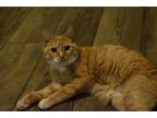 Adopt Rumpkin a Domestic Shorthair / Mixed (short coat) cat in Columbia