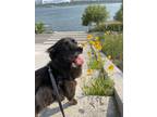 Adopt Oodie a Black Mixed Breed (Small) / Dachshund / Mixed dog in Vancouver