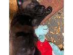 Belgian Malinois Puppy for sale in Apopka, FL, USA