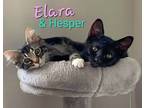Adopt Elara & Hesper *BONDED PAIR* a Domestic Short Hair, Maine Coon