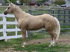 Stallion prospect. Two year old palomino colt by My Intention and out of a