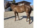 Yearling Quarter Horse Filly
