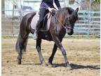 Reina Super broke and flashy Warlander mare for lease