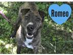 Adopt Romeo a Brown/Chocolate Shar Pei / Mastiff / Mixed dog in Hamilton