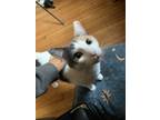 Adopt Alyssa A White (Mostly) European Burmese / Mixed Cat In Philadelphia