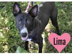 Adopt Lima a Black Shar Pei / Mastiff / Mixed dog in Hamilton, ON (34817175)