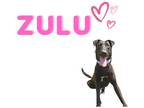 Adopt Zulu a Black Shar Pei / Mastiff / Mixed dog in Hamilton, ON (34817092)