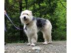 Adopt Faith a Bouvier des Flandres / Alaskan Malamute / Mixed dog in West