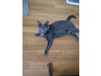 Adopt MOMIDU A Gray Or Blue (Mostly) Korat / Mixed Cat In Albuquerque