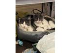 Adopt Shadow a Gray or Blue American Shorthair / Mixed (medium coat) cat in