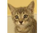 Sonic, Domestic Shorthair For Adoption In Clinton, South Carolina