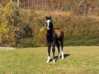 Stunning Purebred Irish Draught Black Colt From Imported Lines