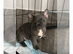 French Bulldog PUPPY FOR SALE ADN-395524 - Bluboy Frenches AKC Certified
