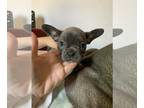 French Bulldog PUPPY FOR SALE ADN-395525 - Bluboy Frenches AKC Certified