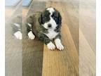 Aussiedoodle PUPPY FOR SALE ADN-395536 - AussieDoodle Puppies