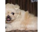 Pekingese Puppy for sale in Colchester, IL, USA