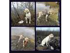 Adopt Logan a Tan/Yellow/Fawn Labrador Retriever / Mixed dog in Pueblo West