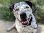 Adopt HALO a Black Pit Bull Terrier / Pointer / Mixed dog in Tustin