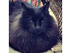 Adopt Blink a All Black Maine Coon / Mixed (long coat) cat in Montfort