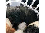 Cavapoo Puppy for sale in Fredericksburg, VA, USA