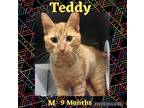 Adopt Teddy III a Orange or Red Tabby Domestic Shorthair (short coat) cat in