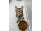 Adopt Wish a Brown or Chocolate Domestic Shorthair / Bengal / Mixed cat in