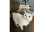 Adopt Mrs Puff a White (Mostly) American Shorthair / Mixed (medium coat) cat in