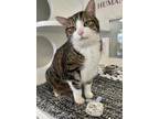 Adopt Simba- Stratford a Brown or Chocolate Domestic Shorthair / Domestic