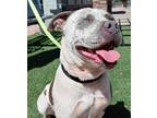 Adopt Blue Belle a White American Pit Bull Terrier / Mixed dog in Payson