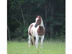 Pasture PetCompanion Horse
