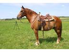 Bobby Beginner safe trail horse been used to haul people