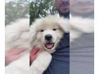 Great Pyrenees PUPPY FOR SALE ADN-396150 - Puppies
