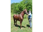 Registered Walking Horse 8 years old 143 Trail Horse