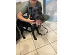 Adopt BANDIT a Black Labrador Retriever / American Pit Bull Terrier / Mixed dog