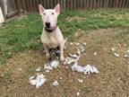 Adopt LT a White Bull Terrier / Mixed dog in Corpus Christi, TX (34815606)