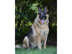 Adopt ROSIE a Brown/Chocolate - with Black German Shepherd Dog / Mixed dog in