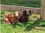 Adopt Littler (Bonded with Moose2) a Brown/Chocolate Dachshund / Mixed dog in