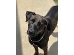Adopt Maeve a Labrador Retriever dog in Mooresville, NC (34832356)