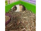Adopt Zeke a Guinea Pig small animal in Gainesville, FL (34835390)