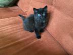 Adopt Aboo a All Black Havana Brown (medium coat) cat in Ypsilanti