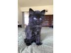 Adopt Peek a All Black Havana Brown (medium coat) cat in Ypsilanti