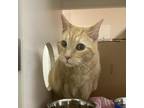 Adopt Zoe# a Orange or Red Domestic Shorthair / Mixed cat in Ballston Spa