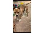 Adopt Kujo a Brindle - with White Boxer / Boxer / Mixed dog in Payson
