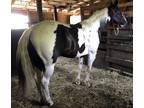 6 Panel NNQuality mare Homozygous Tobiano Black Just back from trainer