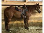 AQHA Papered 4 Year old Gentle Gelding