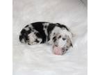 Border Collie Puppy for sale in Cedartown, GA, USA